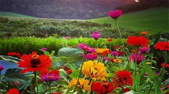 每周營業兩天，專注精品種子——這個農莊讓人流連忘返