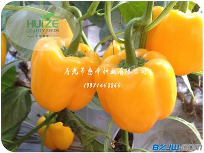 劃算黃椒推薦 價(jià)格、廠家與選購(gòu)指南